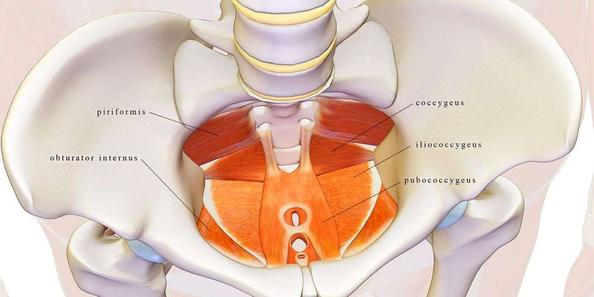 Unraveling the Intricacies of Renal Pelvis Function for Optimal Urinary Health